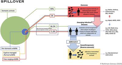 Frontiers | COVID-19—Zoonosis or Emerging Infectious Disease?